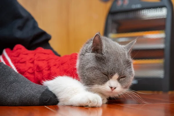 Cat Sleeping Mans Foot Wooden Floor Electric Heater Nearby — 스톡 사진
