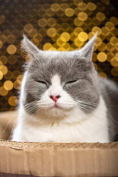 British Shorthair Cat Lying Corrugate Cat Scratcher Eyes Closed Vertical — стоковое фото
