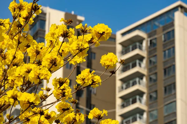 Blühender Guayacan Oder Handroanthus Chrysanthus Oder Goldener Glockenbaum Vor Einem — Stockfoto