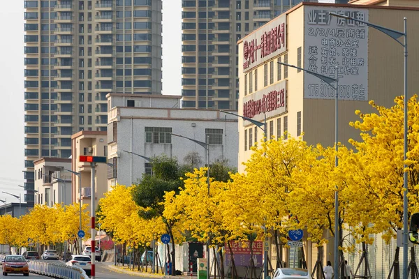 中正関嶺中国 2022年3月14日 街の満開のGuayacanまたはHandroanthus菊や黄金の鐘の木 — ストック写真
