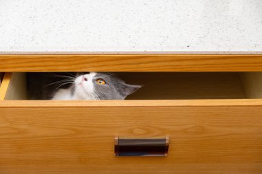 Çekmecede saklanıp dışarıya bakan sevimli bir İngiliz kısa hava kedisi.