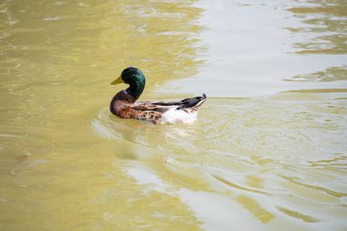 Gölette yüzen yaban ördeği