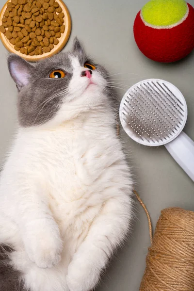 イギリスのショートヘアの猫は食べ物やおもちゃと一緒に横になり — ストック写真