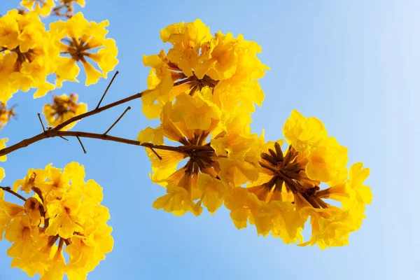 Virágzó Guayacan Vagy Handroanthus Chrysanthus Vagy Golden Bell Tree Vízszintes — Stock Fotó