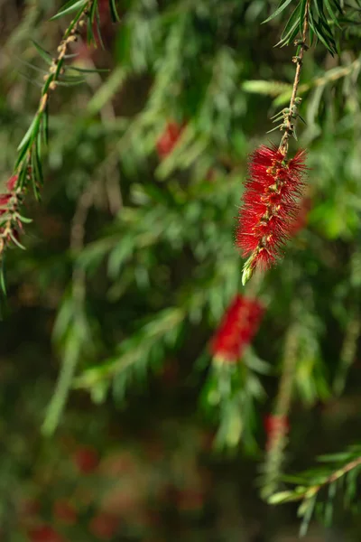 Blooming Bottlebush Flower Spring Sunny Morning Vertical Composition — Stock Photo, Image