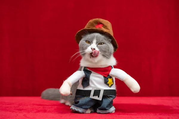 British Shorthair Cat Wears Cowboy Dress Sticking Out Tongue — Stock Photo, Image