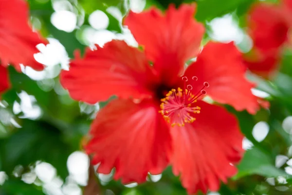 Beleza Florescendo Hibisco Rosa Sinensis Hibisco Chinês Perto — Fotografia de Stock