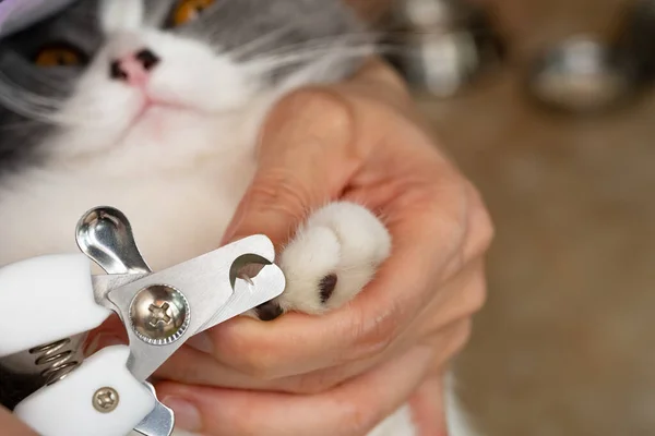 Dame Mit Nagelschneider Schneidet Nägel Für Eine Katze Hause — Stockfoto