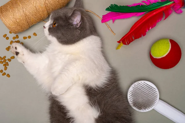 イギリスのショートヘアの猫は食べ物やおもちゃと横の組み合わせで横になっています — ストック写真