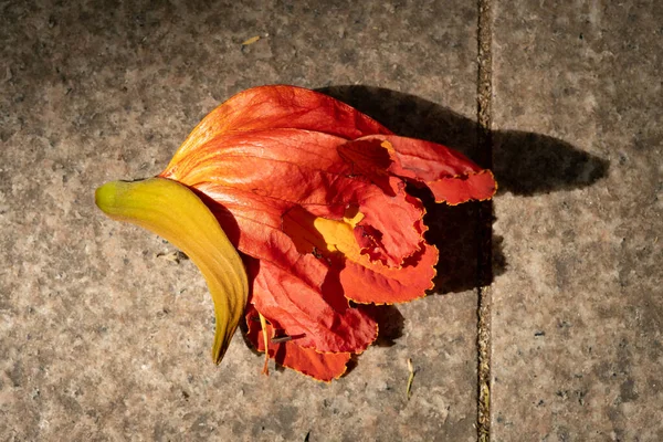 地面に赤い花を咲かせ — ストック写真