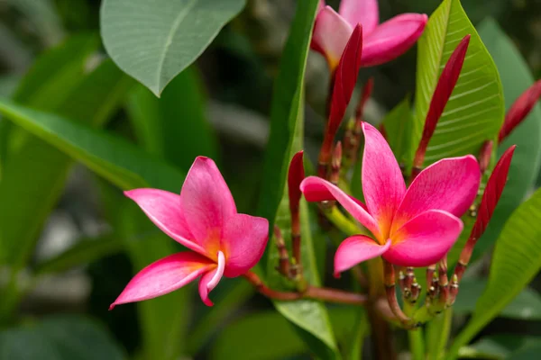 Bloeiende Plumeria Rubra Linn Close — Stockfoto