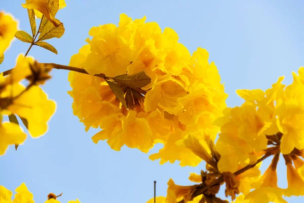 Virágzó Guayacan Vagy Handroanthus Chrysanthus Vagy Golden Bell Tree Vízszintes — Stock Fotó