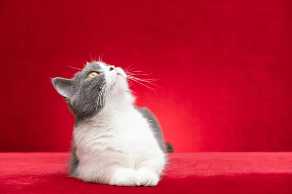 Britská Krátkosrstá Kočka Červeném Pozadí — Stock fotografie
