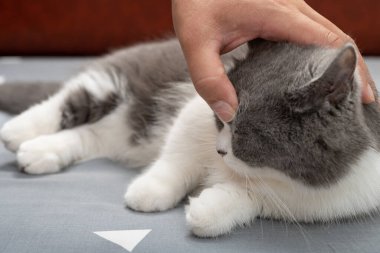 Adam hoş bir İngiliz kısa hava kedisini nazikçe okşuyor ve kadın bundan çok hoşlanıyor.