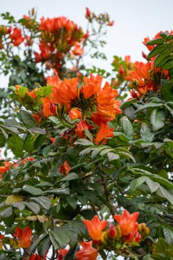 güzel açan Afrika lale ağacı veya Spatthodea campanulata dikey bileşimi