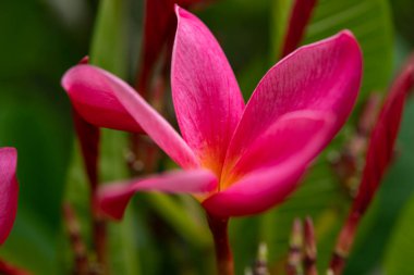 Çiçek açan Plumeria Rubra Linn yakın plan