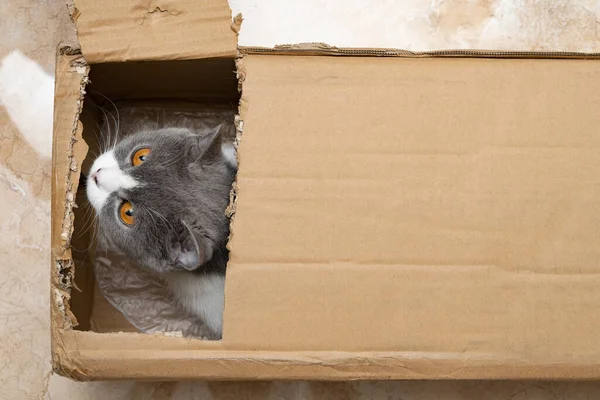 British Shorthair Cat Looking Out Slot Carton Box — ストック写真