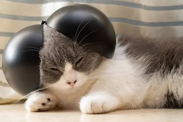 Roztomilý Britský Krátkosrstý Kočka Legrační Čepice Hlavě — Stock fotografie