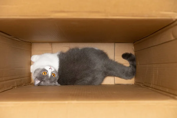 大きなカートンボックス3の中で遊んでる可愛いイギリスのショートヘアの猫 — ストック写真