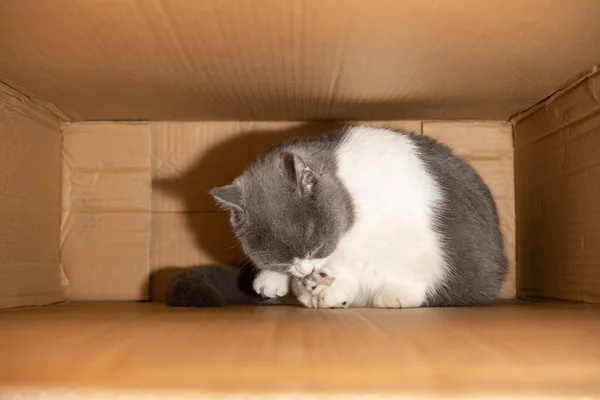 かわいい英国のショートヘアの猫が大きなカートンの箱の中に隠れて体をきれいにして — ストック写真