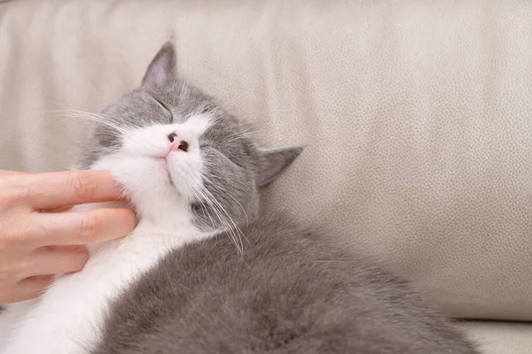 女性は優しく素敵な英国の短毛猫の頭を撫でて 彼女はそれをたくさん楽しんでいます — ストック写真