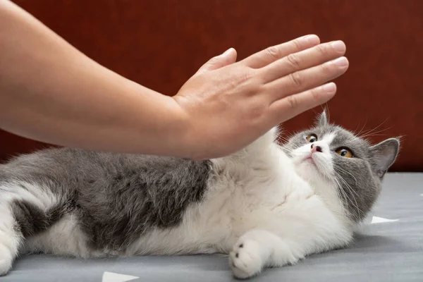 Man Giving High Five Cute British Shorthair Cat — Stockfoto