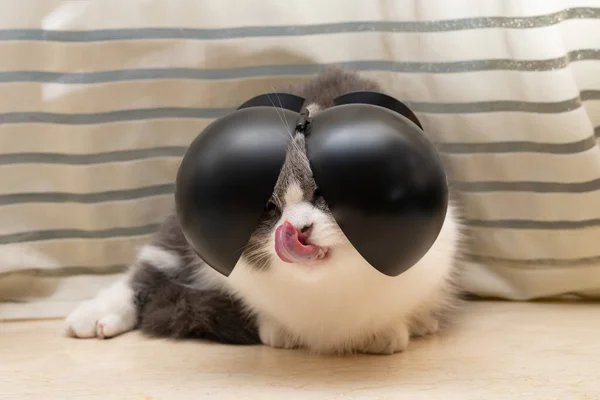 Lindo Británico Taquigrafía Gato Tener Divertido Gorra Cabeza —  Fotos de Stock