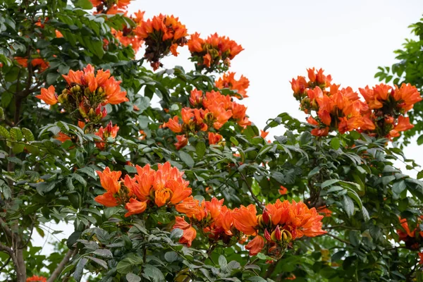 Beautiful Blooming African Tulip Tree Spathodea Campanulata Horizontal Composition — Fotografia de Stock