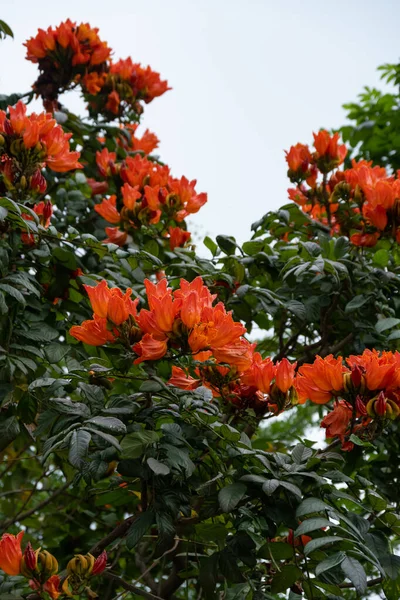 güzel açan Afrika lale ağacı veya Spatthodea campanulata dikey bileşimi