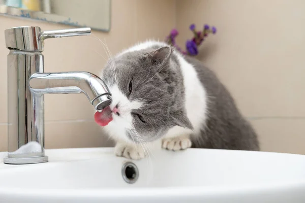 Eine Britische Kurzhaarkatze Trinkt Aus Einem Wasserhahn lizenzfreie Stockbilder