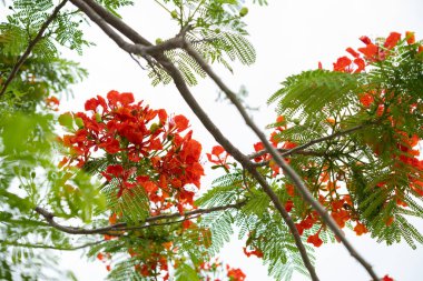 Güzel çiçek açan anka kuşu yatay kompozisyonu