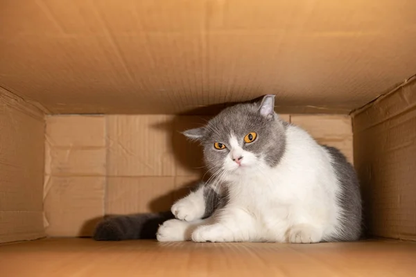 Cute British Shorthair Cat Hiding Big Carton Box — ストック写真