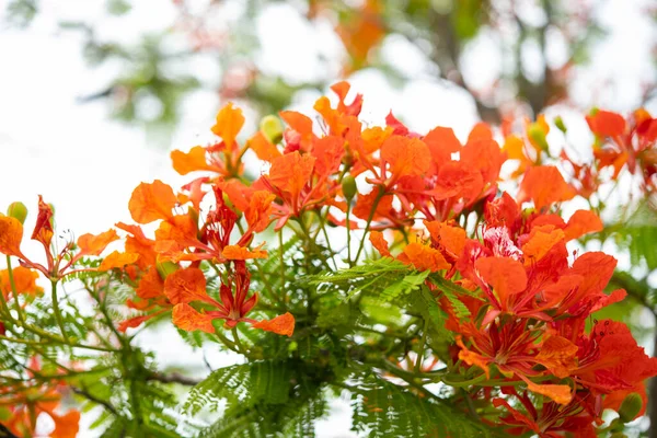 Краса Квітуча Квітка Фенікса Горизонтальна Композиція — стокове фото