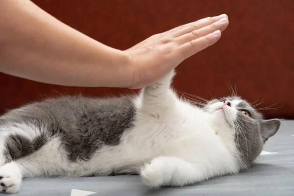 Muž Dává High Five Roztomilý Britský Krátkosrstý Kočka — Stock fotografie