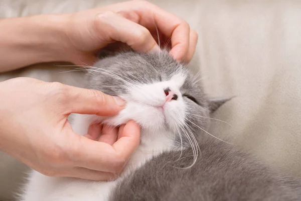 Lady Gently Stroking Lovely British Shorthair Cats Head She Enjoys — 스톡 사진