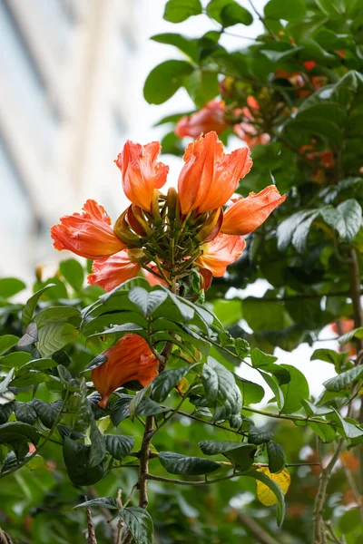 Bela Árvore Tulipa Africana Florescendo Composição Vertical Spathodea Campanulata — Fotografia de Stock