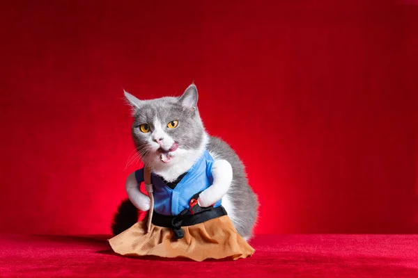 a british shorthair cat wears a Japanese girl cosplay costume