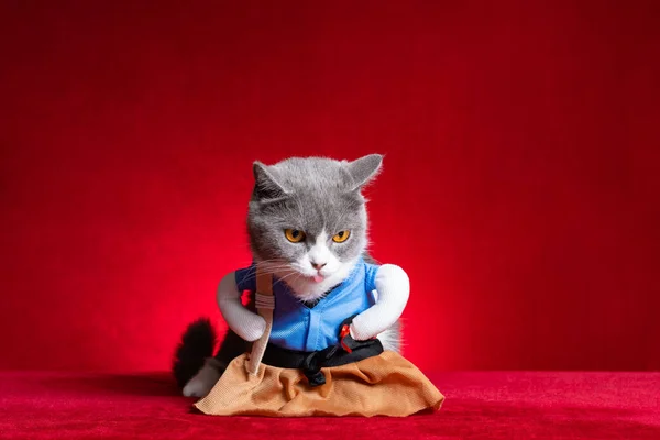 Brytyjski Krótkowzroczny Kot Nosi Japoński Kostium Cosplay Dziewczyna — Zdjęcie stockowe