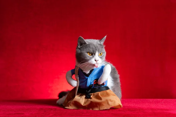 a british shorthair cat wears a Japanese girl cosplay costume