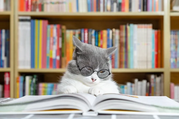 Słodkie Brytyjski Skrót Kot Czyta Książkę Przed Książka Półka — Zdjęcie stockowe