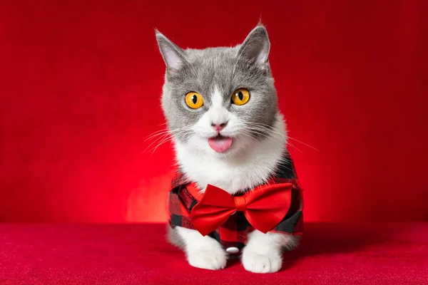 Cute British Shorthair Cat Wearing Plaid Shirt Bow Tie Happy — Stock Photo, Image