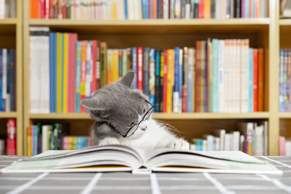 a cute british shorthair cat reading a book in front of a book shelf