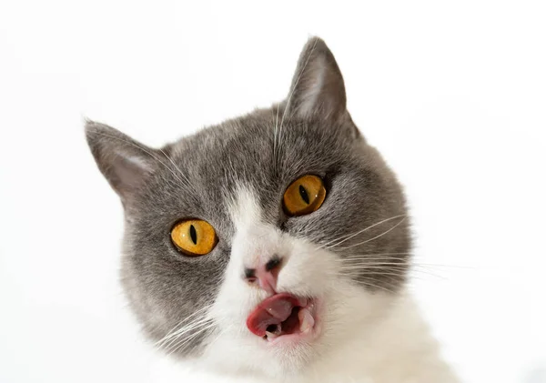 口を開く英国の短毛猫の低角度ビュー — ストック写真