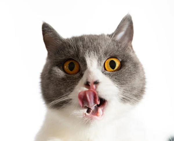 Düşük Açılı Bir Ngiliz Shortair Kedisi Ağzı Açıyor Dilini Dışarı — Stok fotoğraf