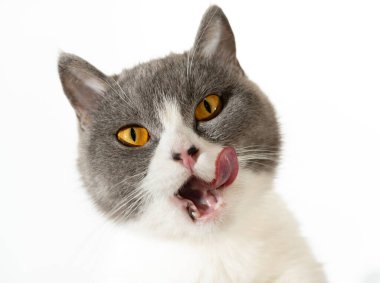 İngiliz bir kısa hava kedisinin düşük açılı görüntüsü