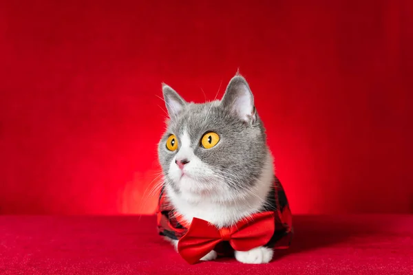 Cute British Shorthair Cat Wearing Plaid Shirt Bow Tie — Stock Photo, Image