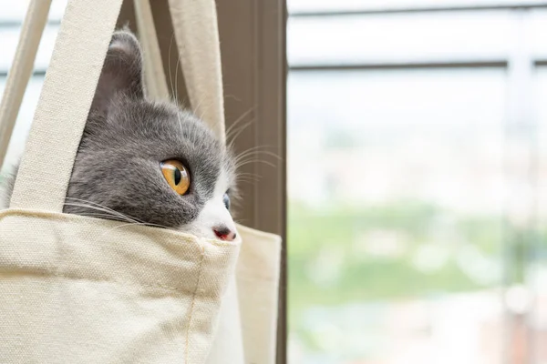 水平な構図で買い物袋の中に隠れてる可愛いイギリスのショートヘアの猫 — ストック写真