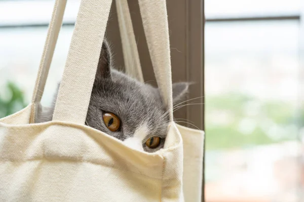 a cute british shorthair cat hiding inside a shopping bag at horizontal composition