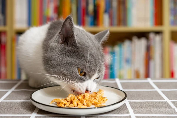 Γάτα Τρώει Ξηρές Γαρίδες Ένα Σαλόνι — Φωτογραφία Αρχείου