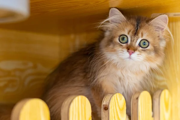 Felinae Britská Krátkosrstá Kočka Jejím Domě — Stock fotografie